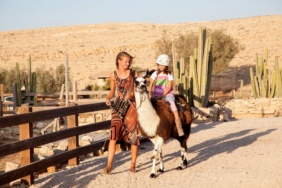 Little girl on an alpaca