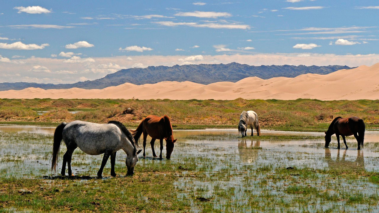 Équitation en Mongolie