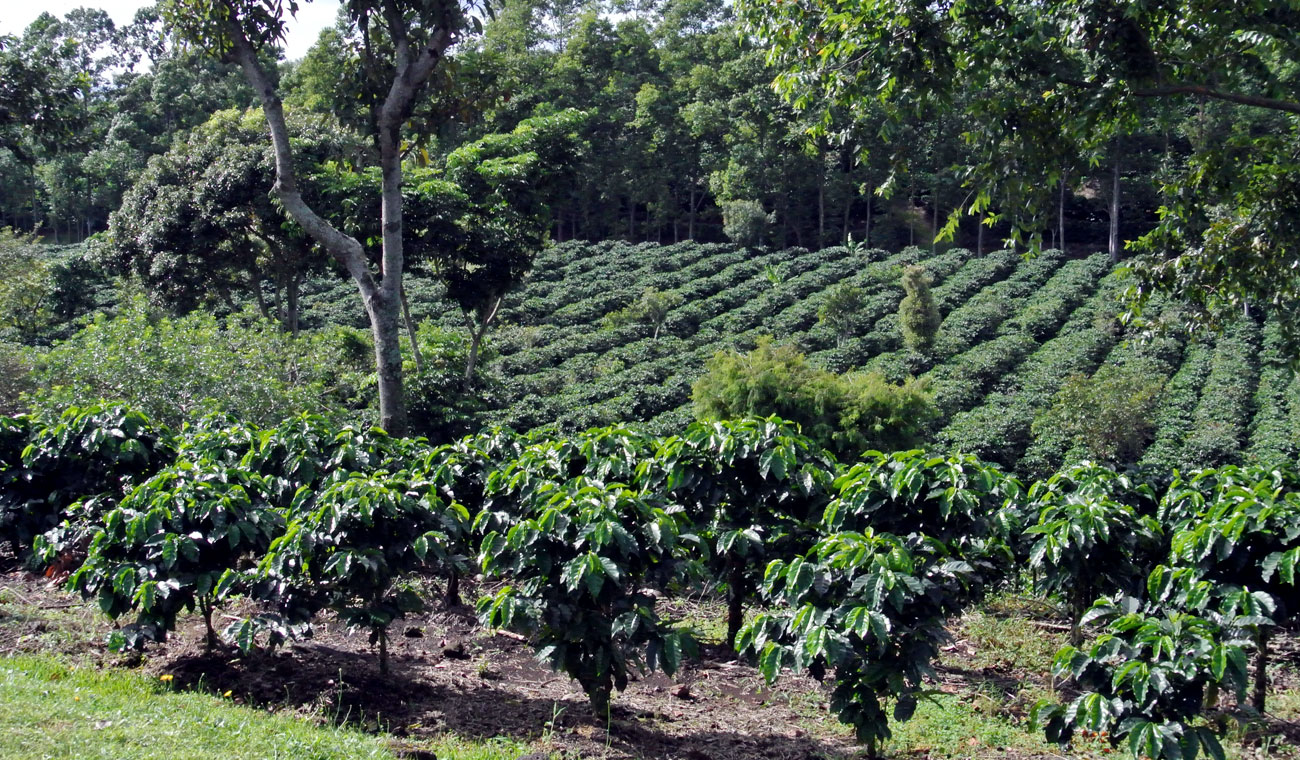 Plantations de café