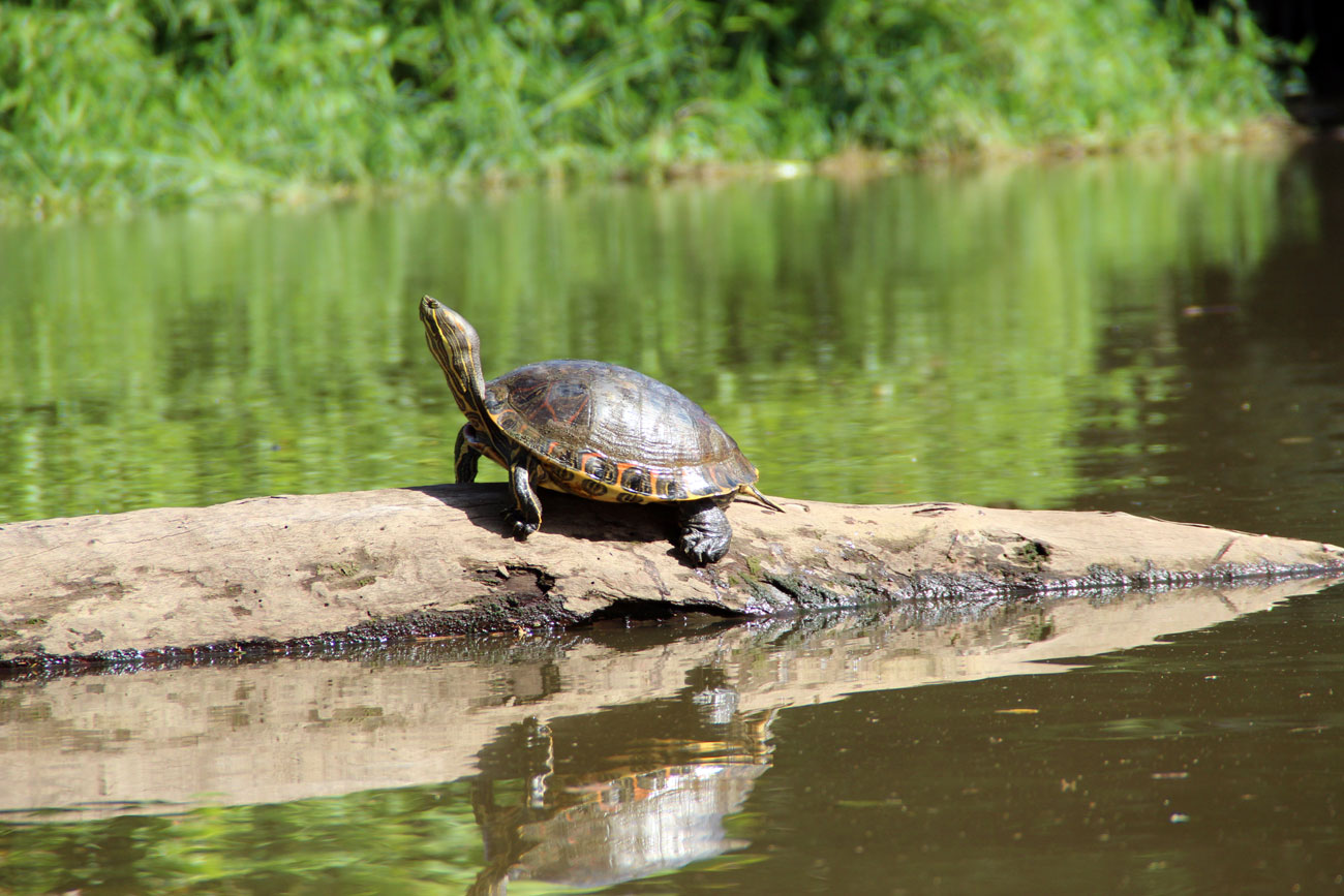 Schildkröte