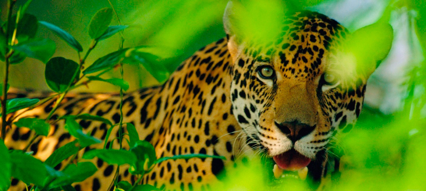 Jaguar - América Central