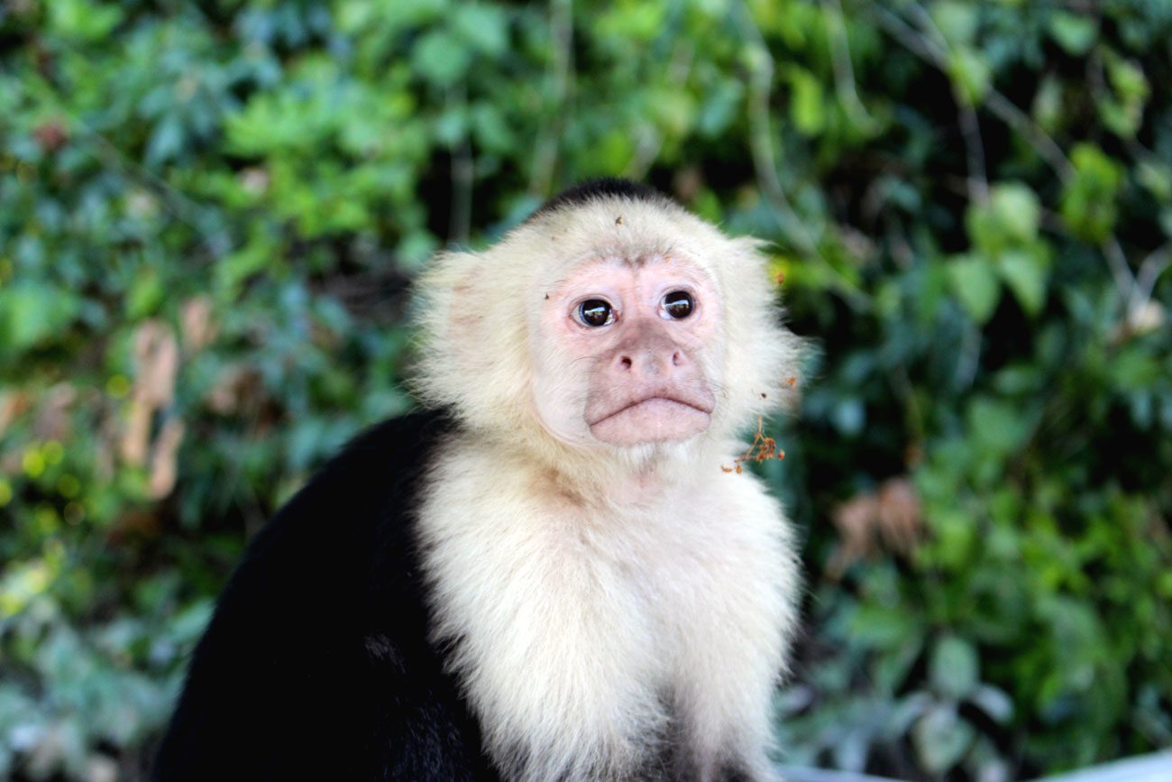 Kapuziner Affe Nicaragua