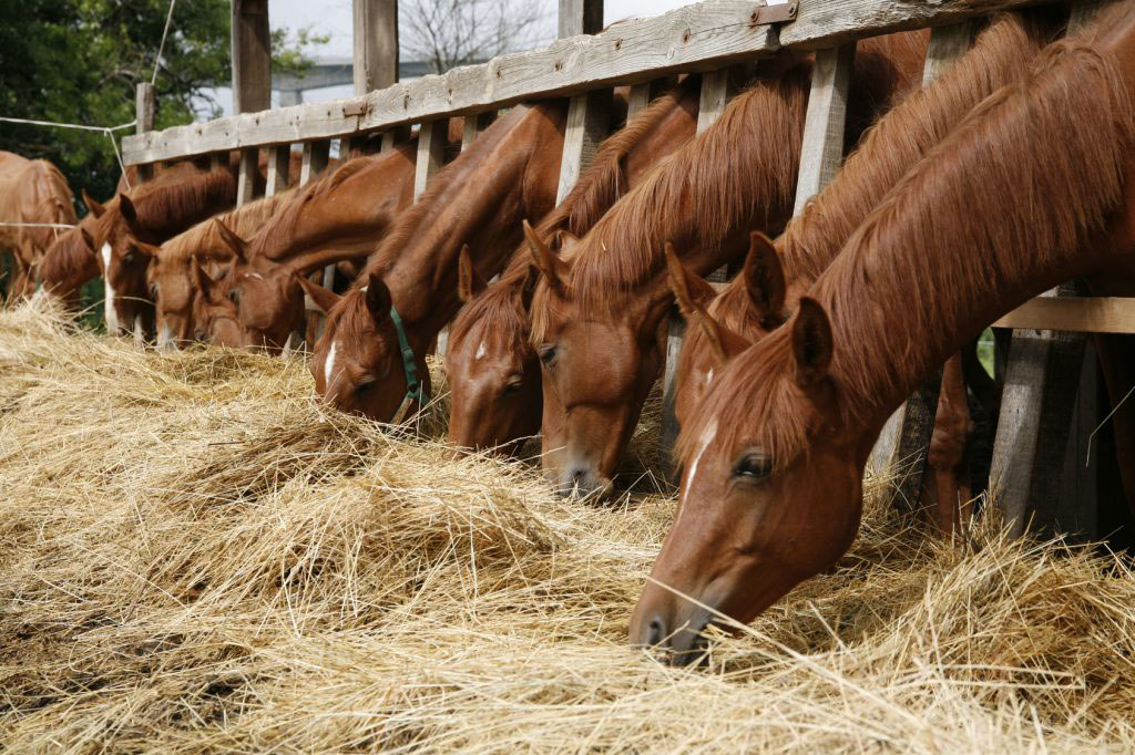 horses