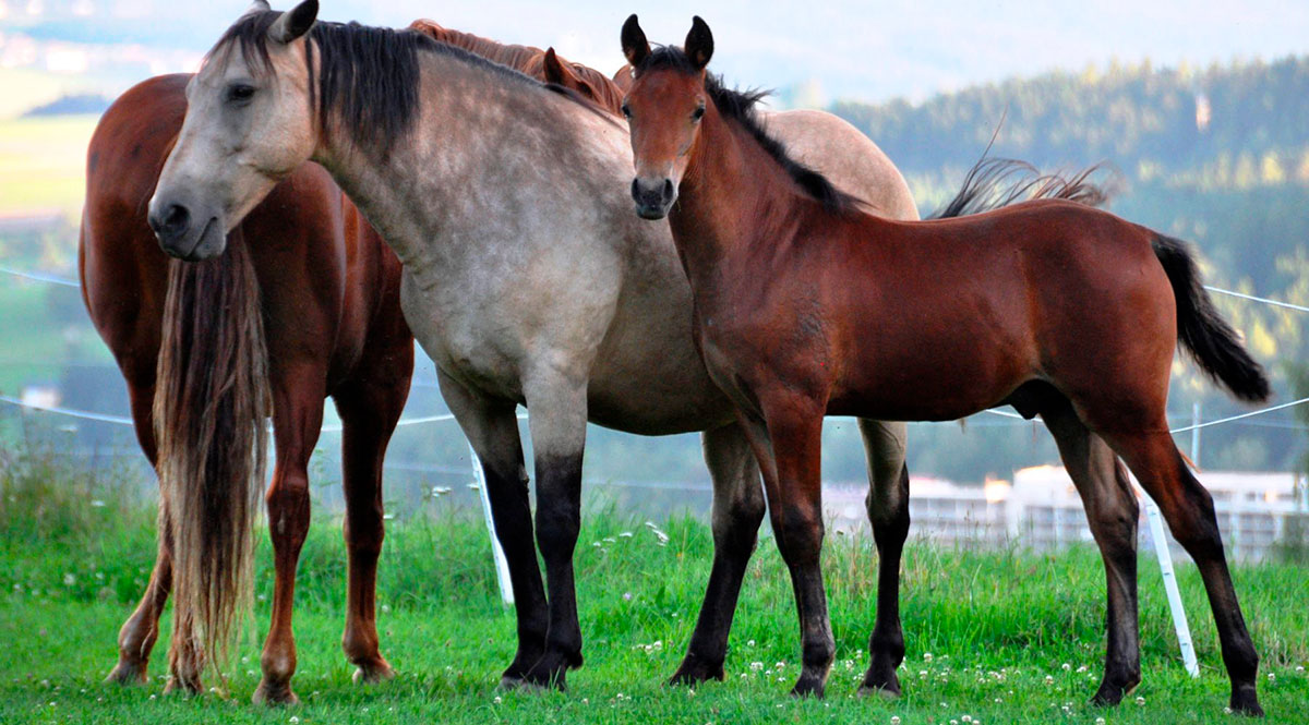 Austria Horses