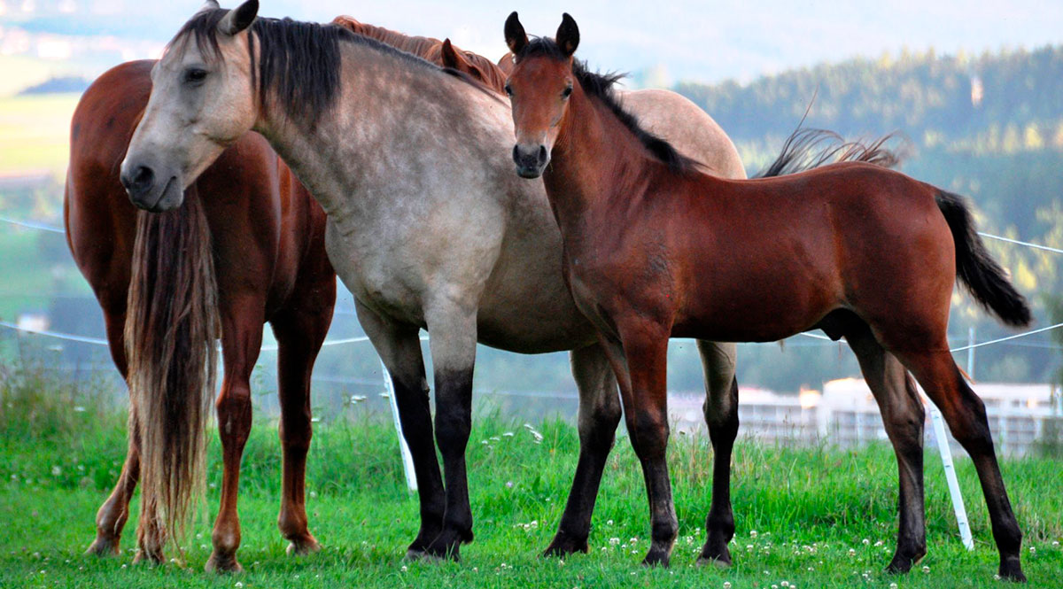 Chevaux Autriche