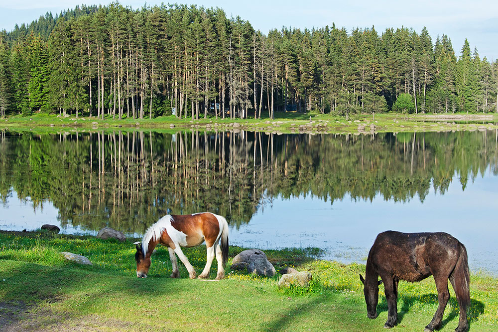 Chevaux bulgares broutant