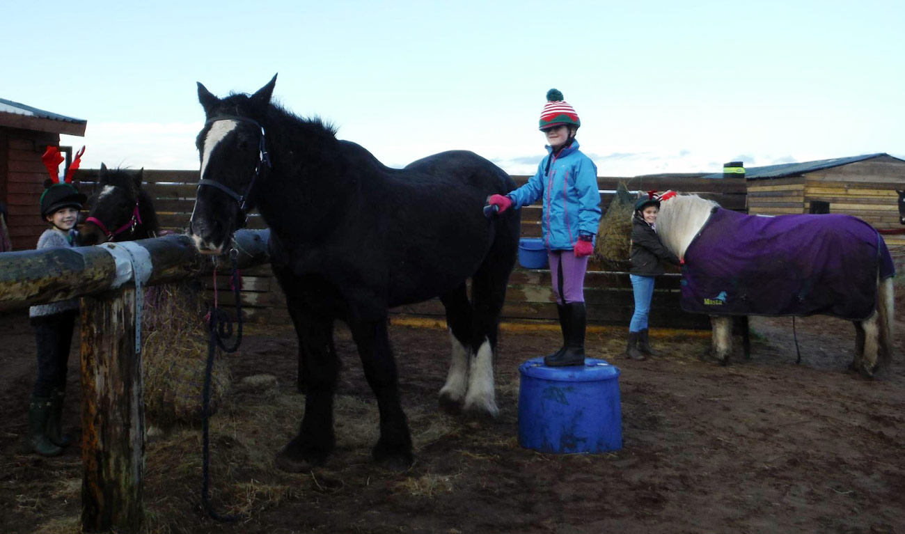 taking care of the horses