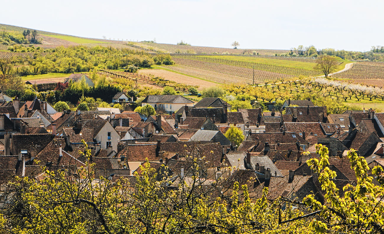Burgundy fields