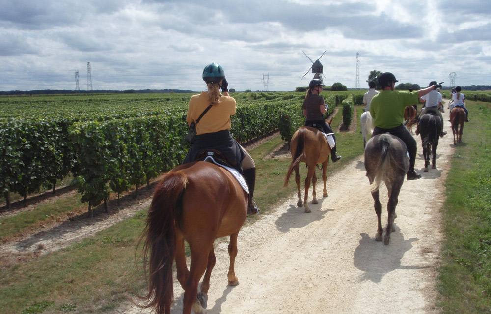 Vineyards in Saumur