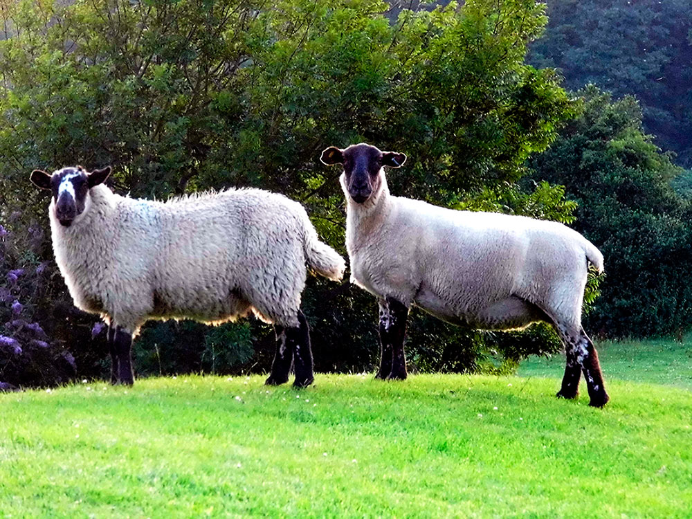 Moutons