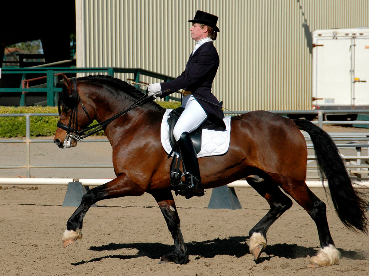 Welsh Cob