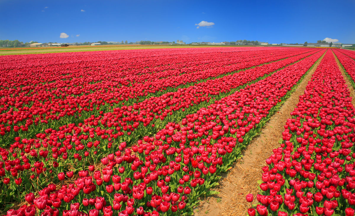 Champ de tulipes Hollande