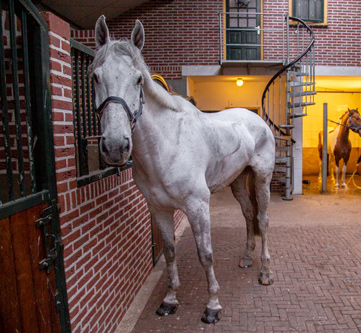 Cheval dans l'écurie