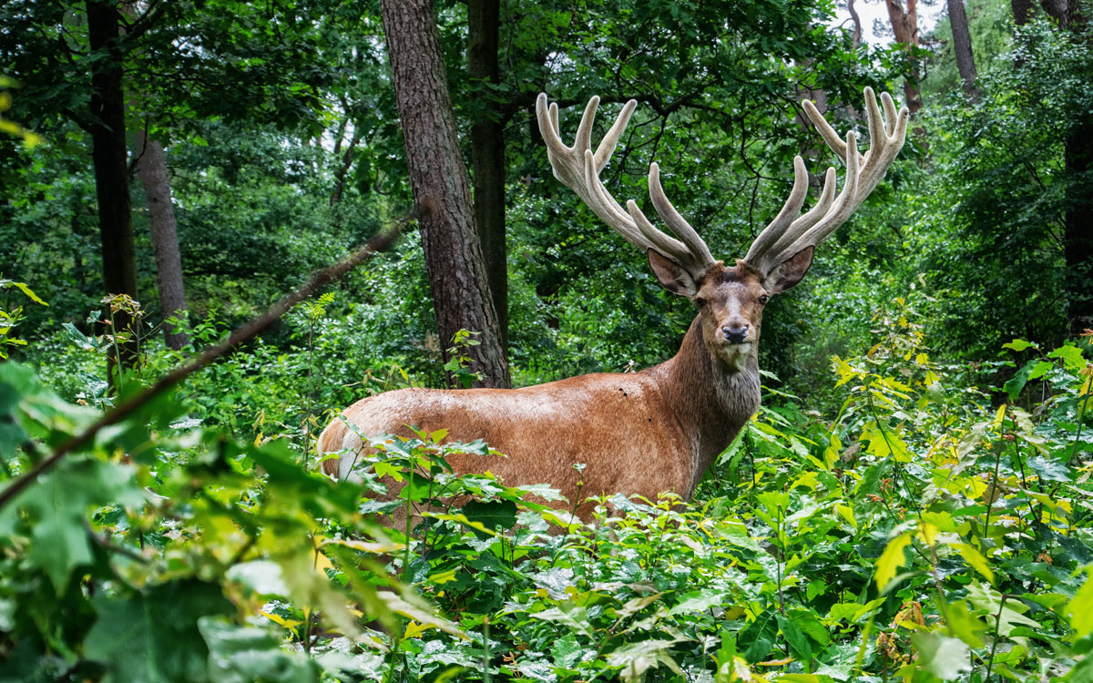 Deer in the Hoge Veluwe National Park