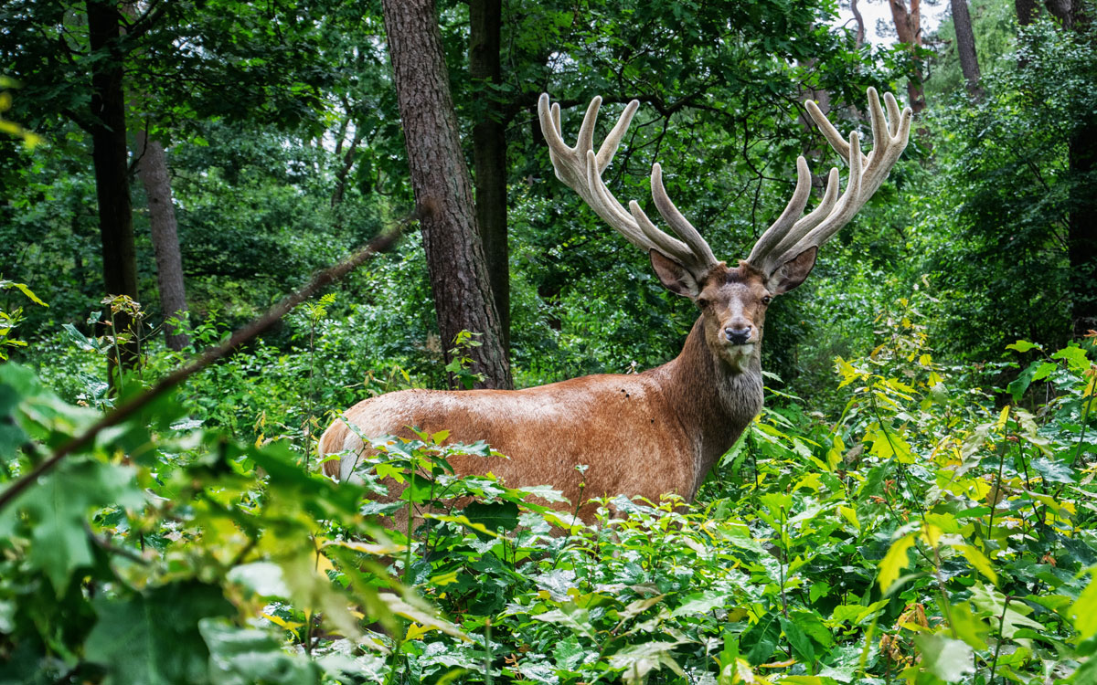 Cerf dans le parc national Hoge Veluwe