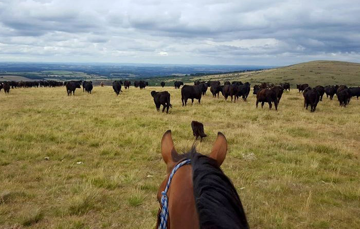 Driving Cattle England