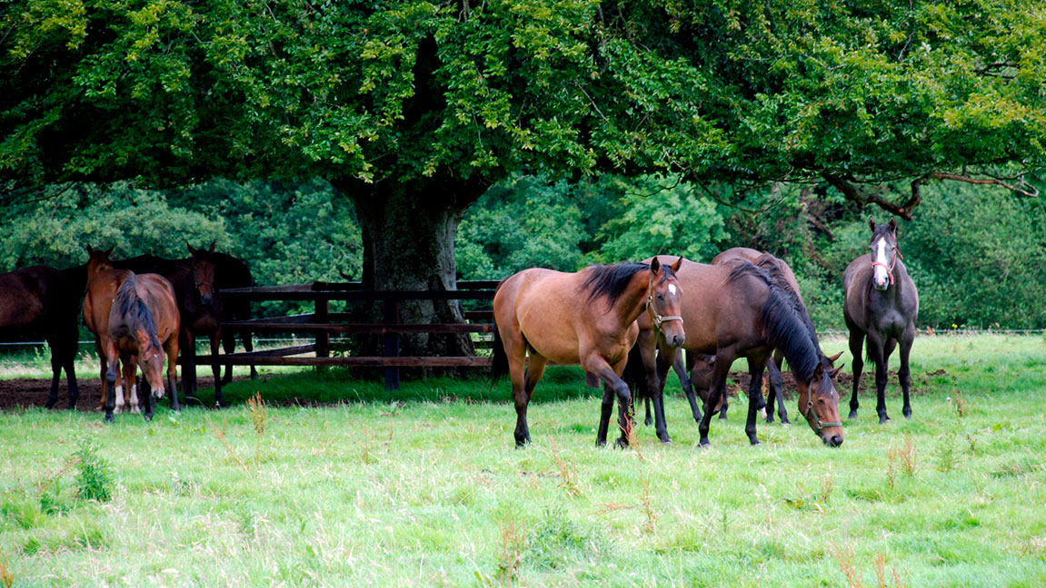 Chevaux Irlande