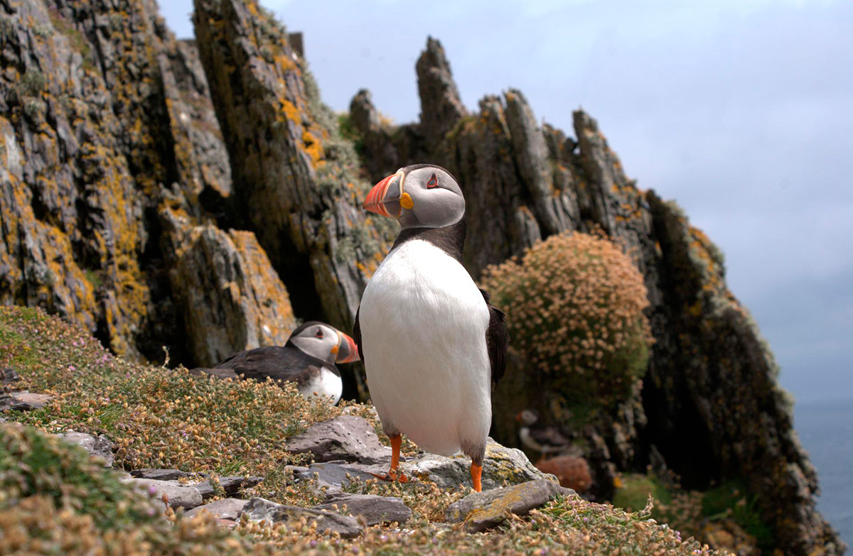 Macareux- Îles Skellig