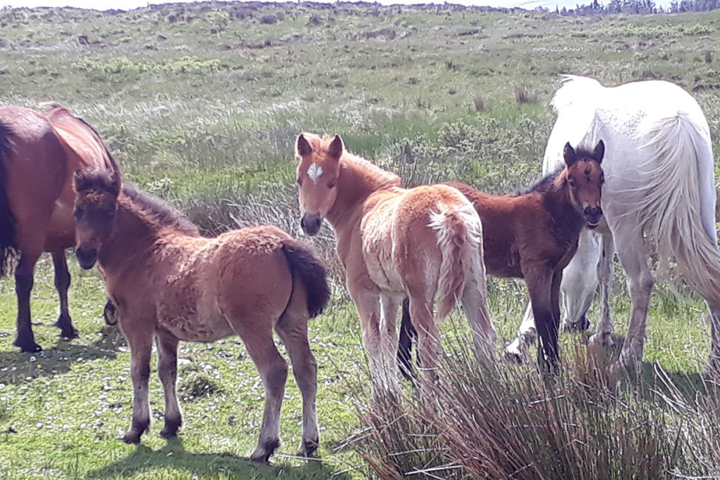 Breeding horses