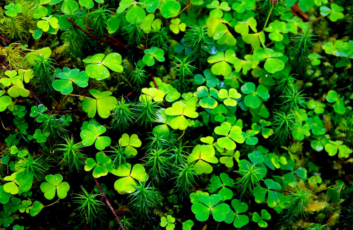 Shamrock -  The national symbol of Ireland