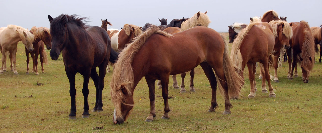 icelandic horses