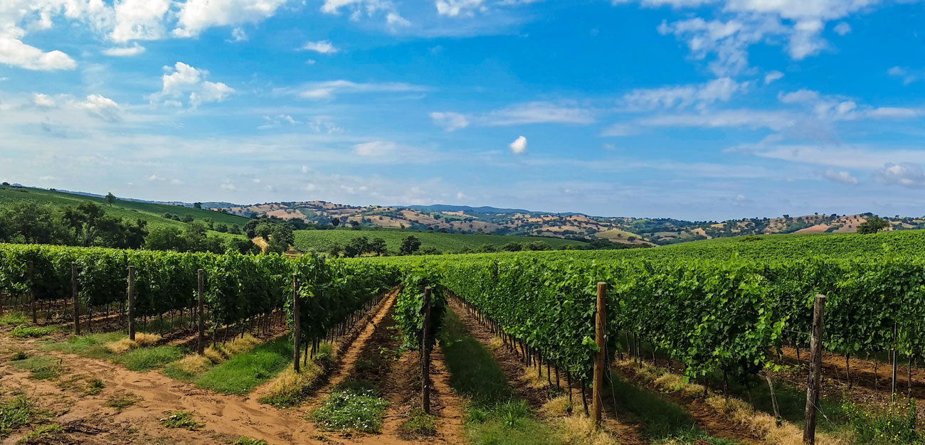 Tuscany vineyards