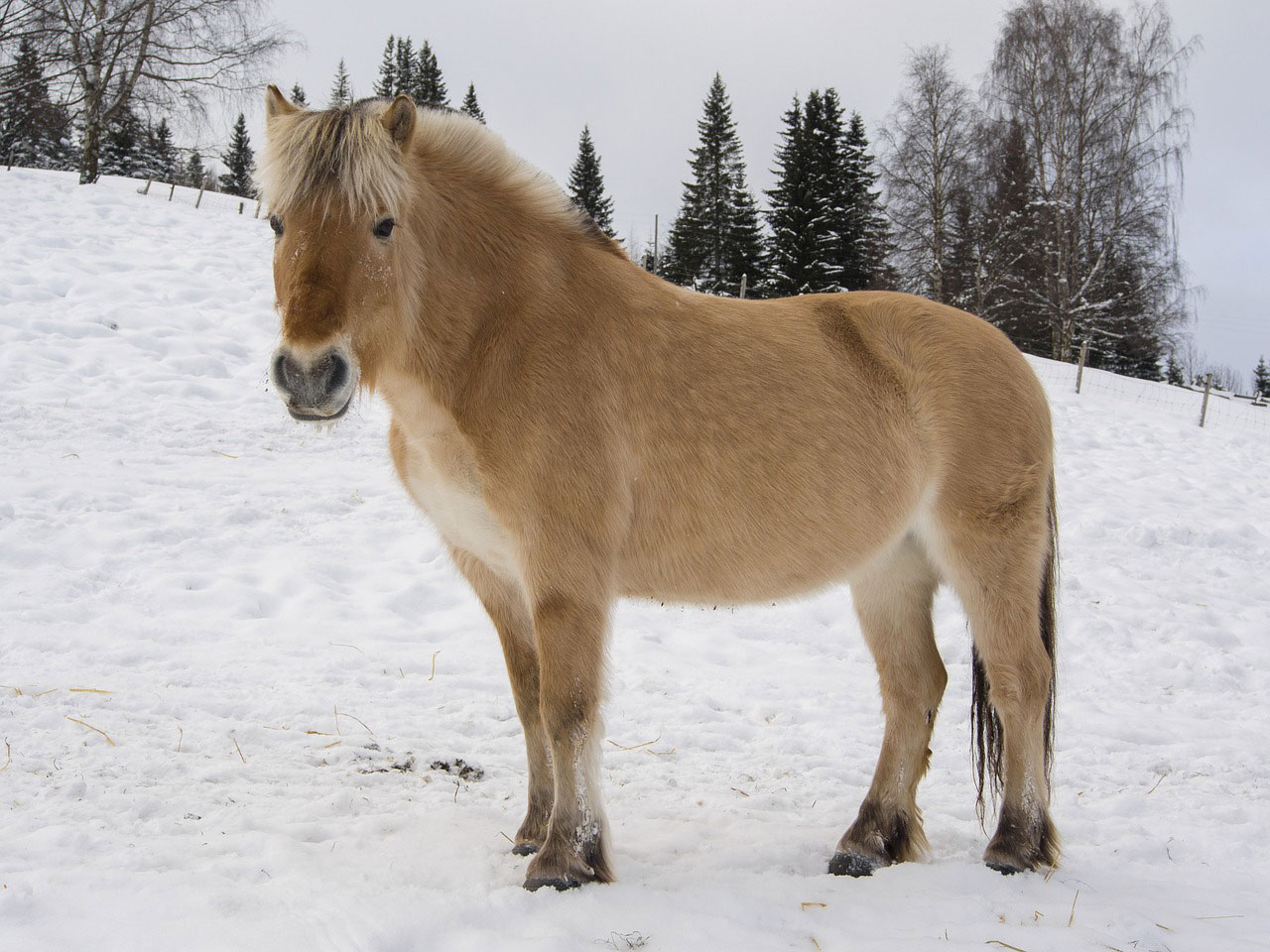Norwegian horse