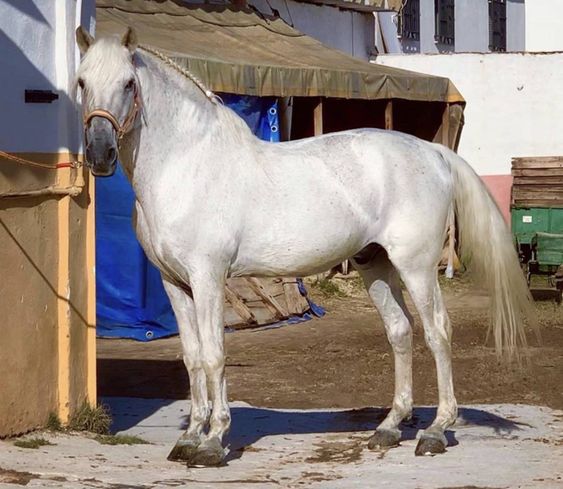 Cheval lusitanien blanc