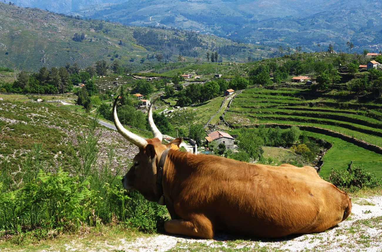 Farmland Portugal