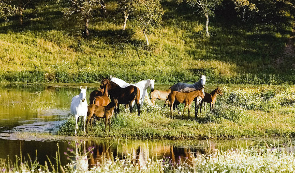 Chevaux Portugal