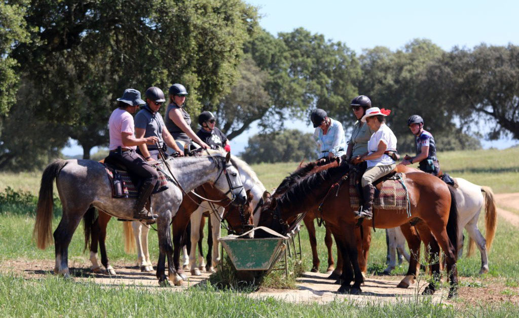 Chevaux à boire Portugal