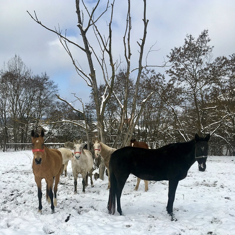 Chevaux dans la neige