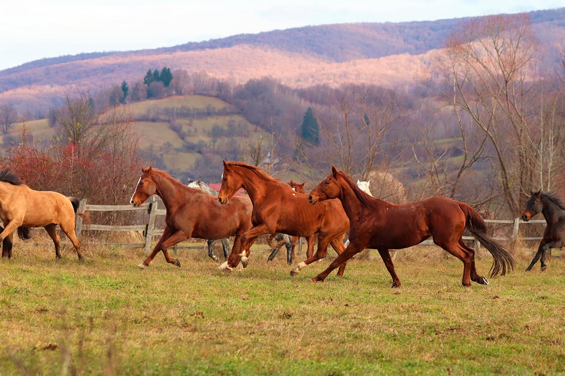 Chevaux de Equus Silvania