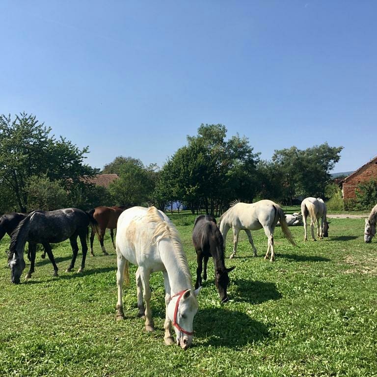 Chevaux de Count Kalnoky's Riding