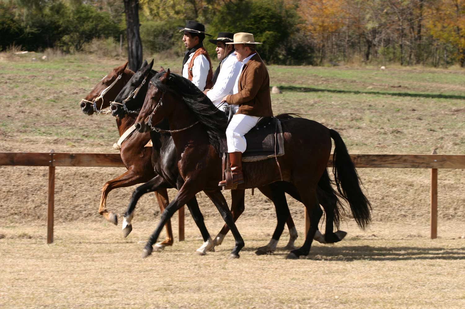 Peruvian Paso horse