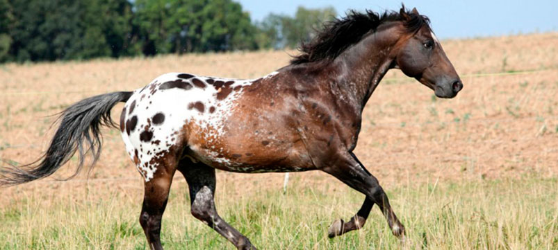 Caballo Appaloosa