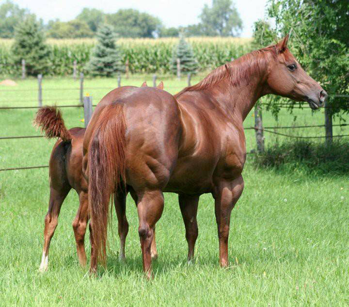 American quarter horse