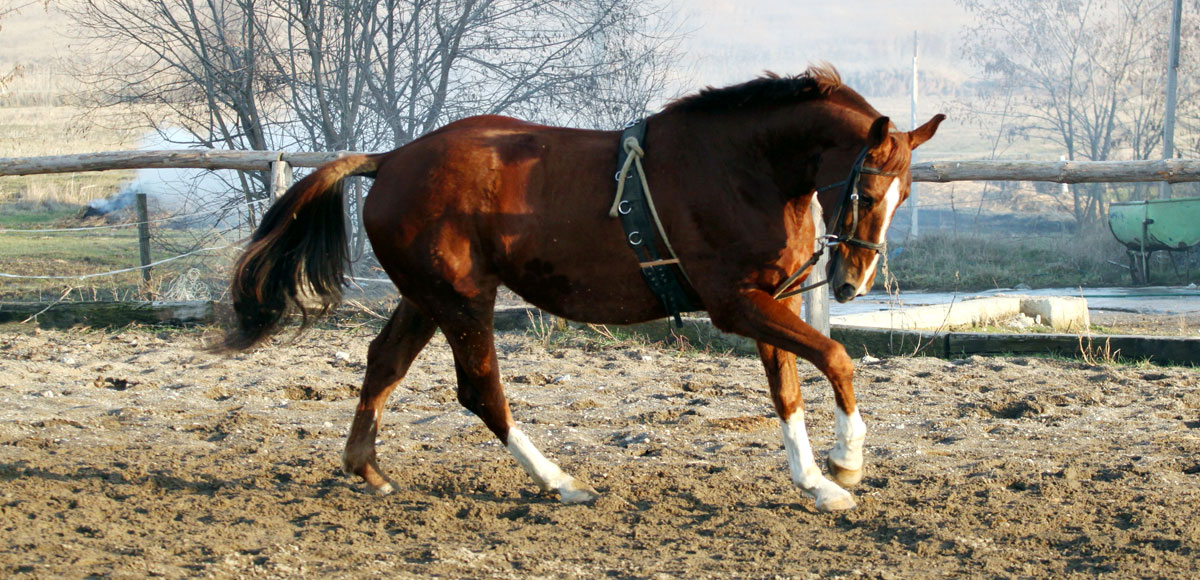 Caballo Holsteiner - HOLST