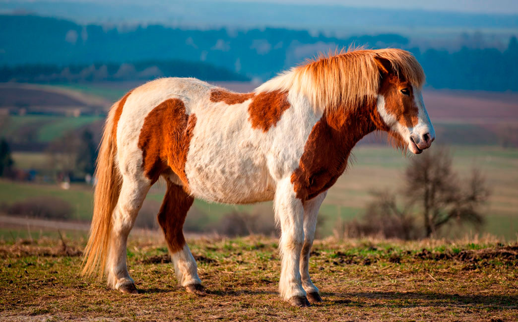 Icelandic horse