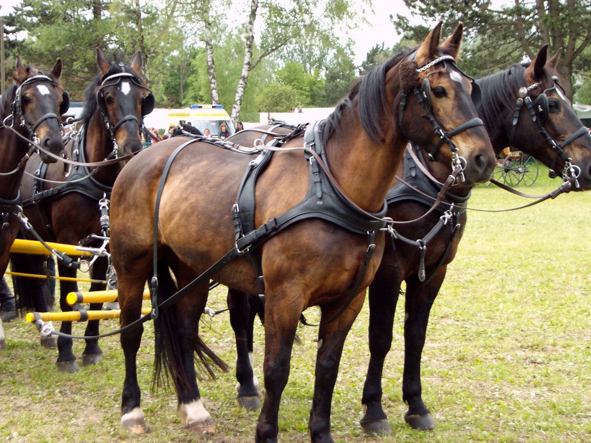 Oldenburg horse