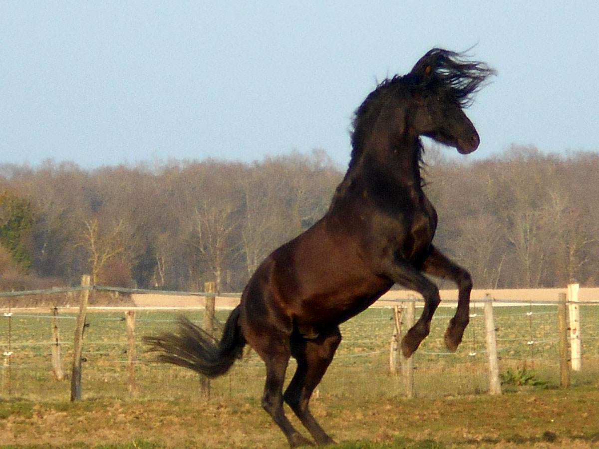 Caballo Pura Raza Española - PRE