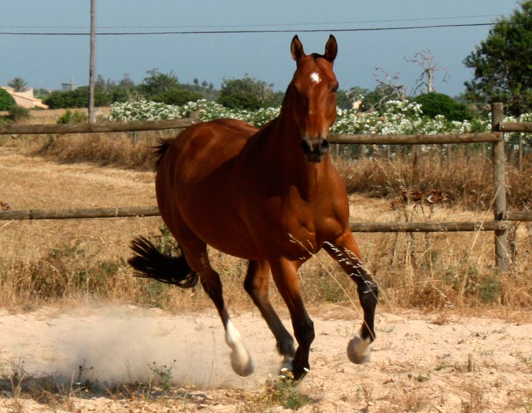 Selle Français horse