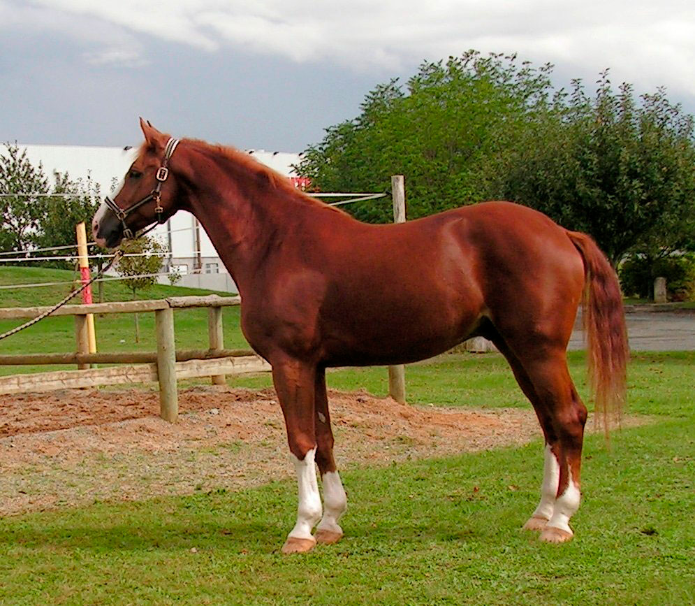 Caballo Westfalian