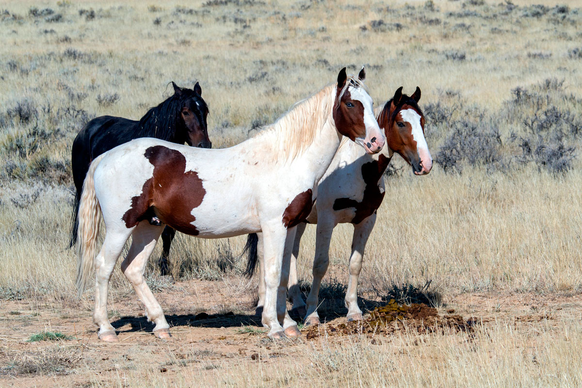 Horse breeds