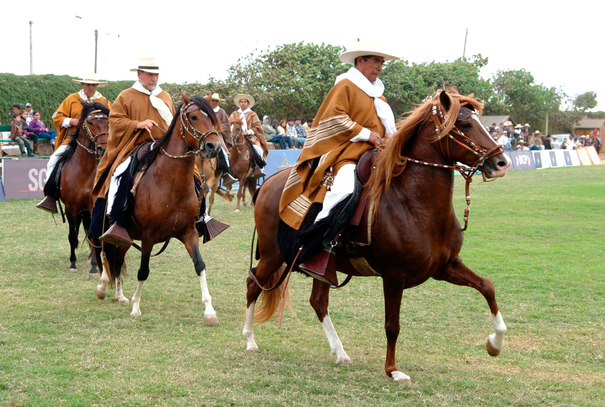 Ambulation des peruanischen Paso-Pferdes