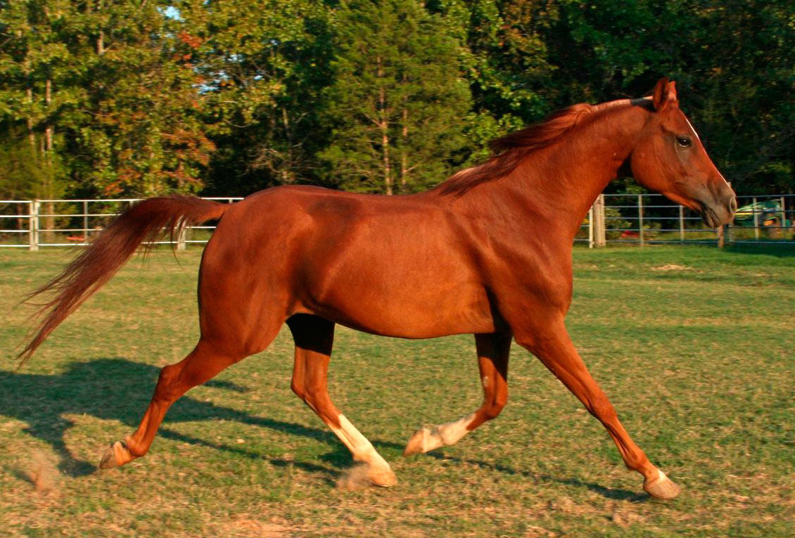Reiten - arabisches Pferd