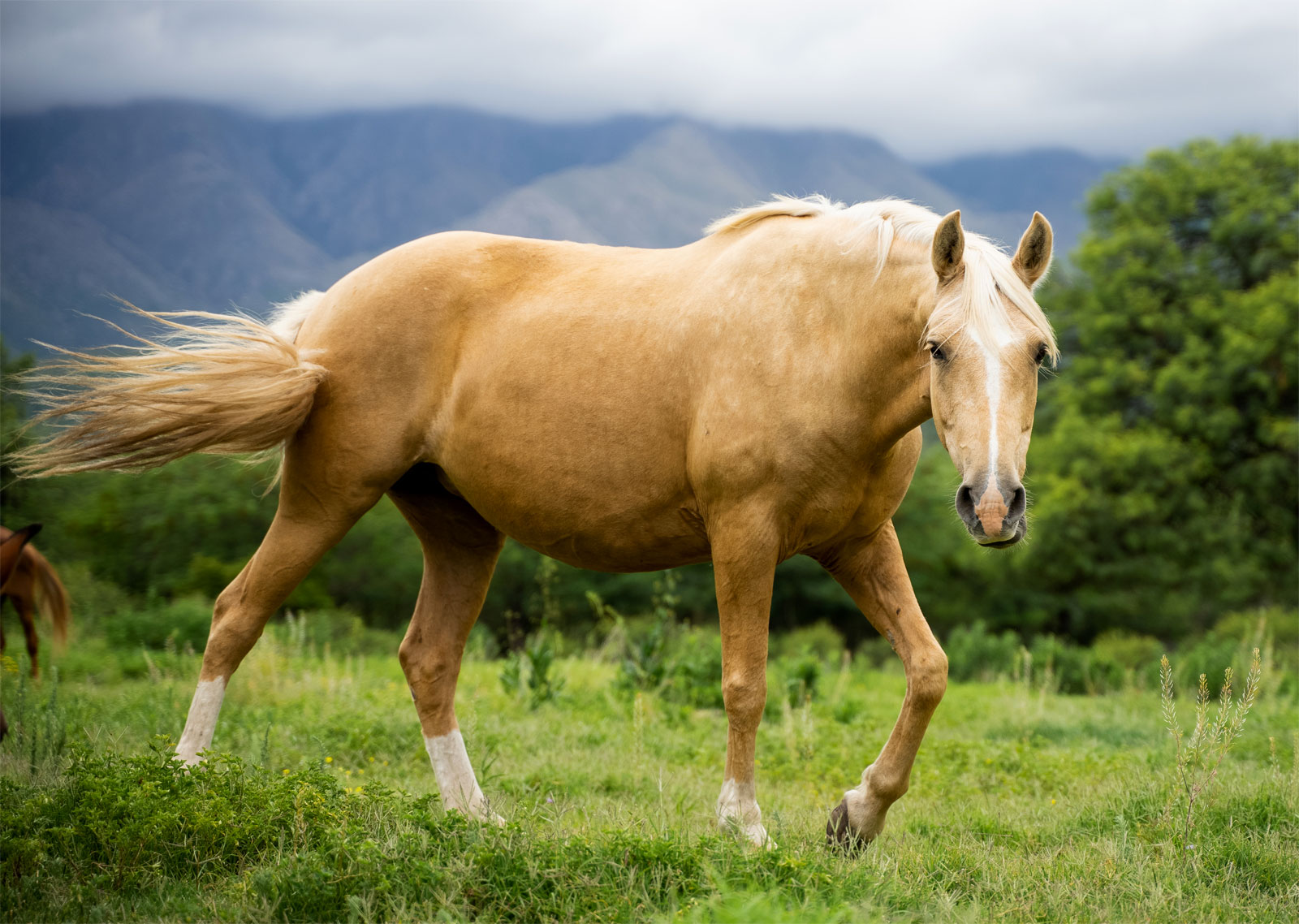 Peruanisches Paso-Pferd