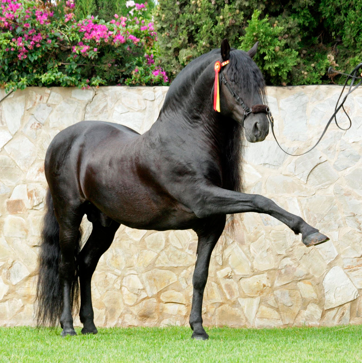 Pure Spanish Horse -  PRE