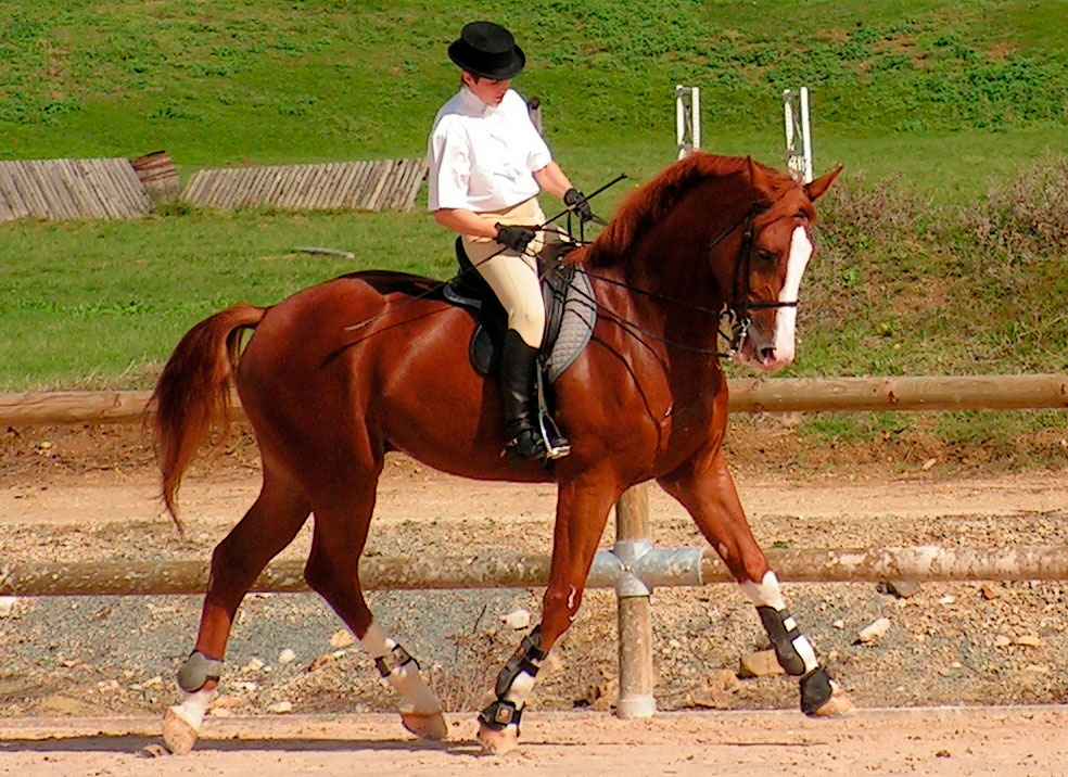 Westphalian Horse -  WESFT