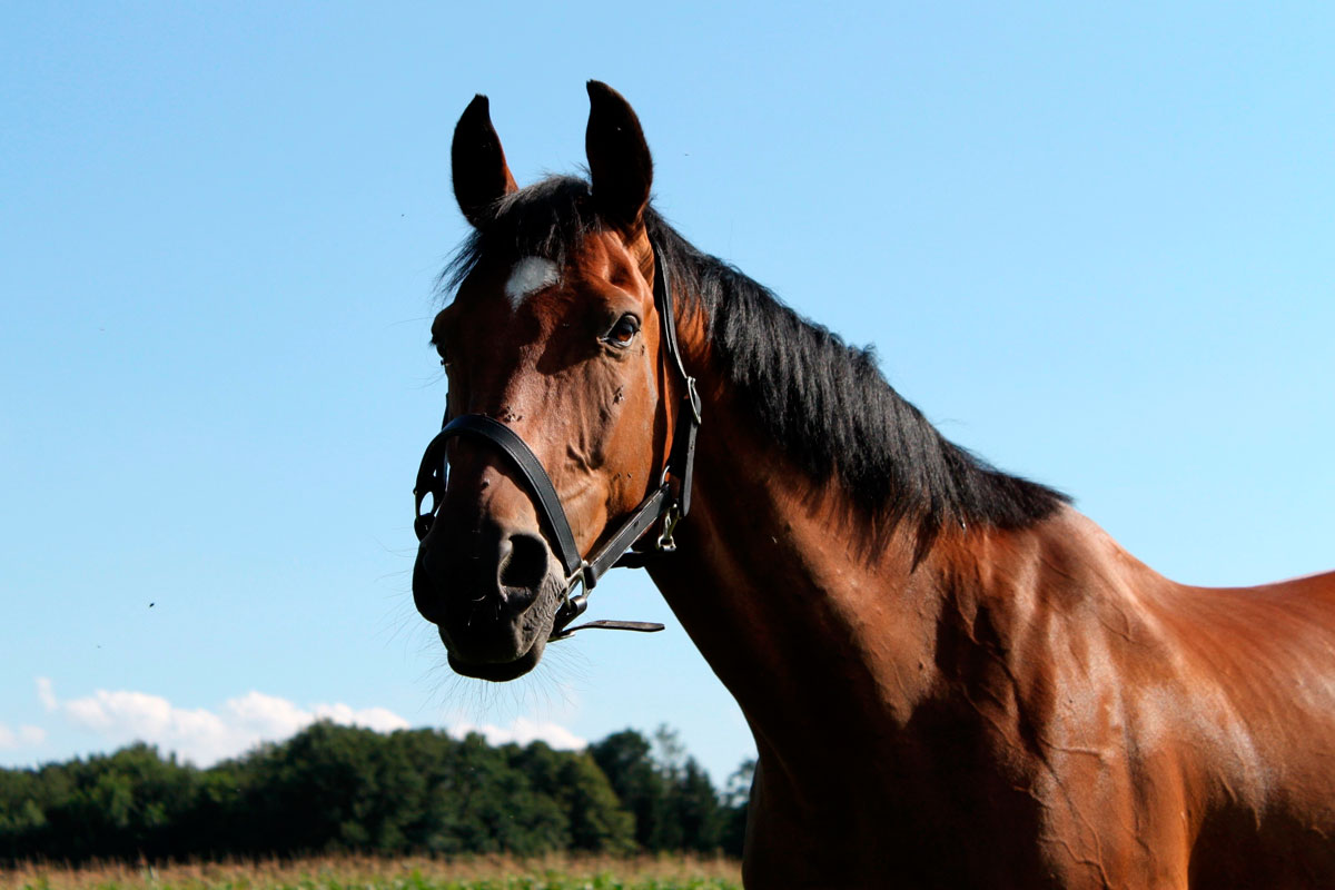 Carácter del caballo - Brío y temperamento